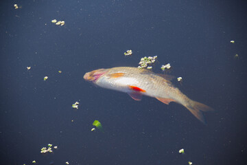 Dead fish floating in the calm dark water of pond