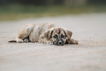 Obraz premium dog tiger puppy in summer on a green background with sunset