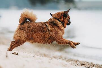 dog petit brabancon on the background of the sea