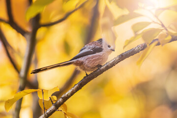small beautiful bird among golden leaves