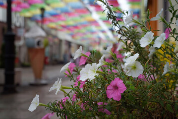 CITY LANDSCAPE - A blooming flowers  on the walking passage under colorful umbrellas © Wojciech Wrzesień