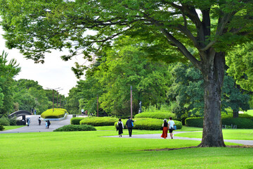 緑一色に染まる公園