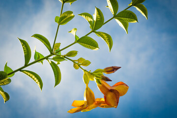 Fototapeta na wymiar flower in the bule sky in Palau