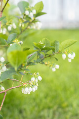 Obraz premium White blueberry flowers in the spring garden