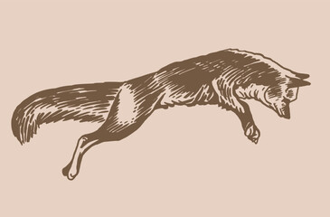 Vector vintage  drawing of fox jumping ,graphics