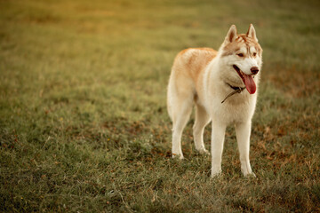 beautiful dog breed husky fawn color on a green lawn in nature in autumn. pet on a walk, sticking out his tongue. dog training and care