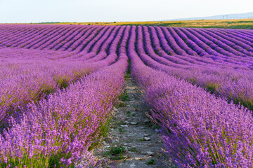 Obraz na płótnie Canvas Lavender field rows in summer on sunset