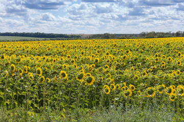 Sunflowers field against the sky and distant trees