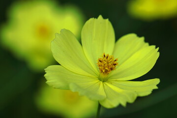 秋風に揺れて咲く