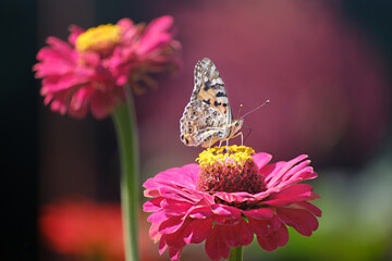Close-up of Macroglossum stellatarum collecting pollen from a Cinnia flower. A hummingbird moth hawk soars over a flower in the garden. selective focus