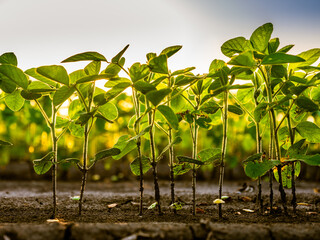 Green ripening soybean field, agricultural landscape