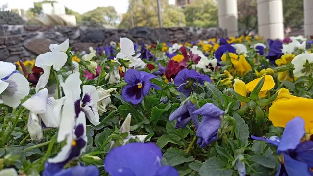 Flores sacudidas por fuertes vientos, flores de estacion pensamientos, viola.