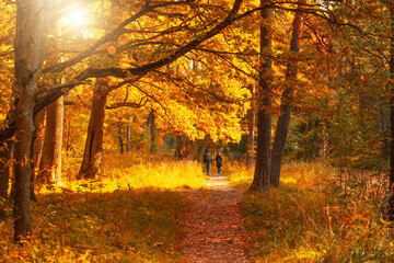 Golden colors of autumn in the park, a couple in love walks along the paths among beautiful amazing large trees.