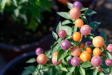 Capsicum-annuum-Ornamental-Pepper-Hot-Pops-Purple