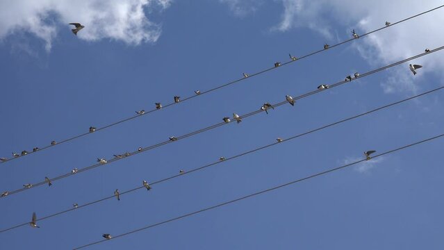 Birds, Flock Swallows Flying, Crowd of Birds on Electric Wires, Black Bird in Blue Sky, Natural Environment