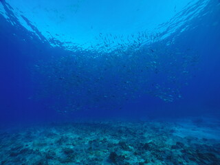 Naklejka na ściany i meble Scuba diving at Blue corner in Palau. Diving on the reefs of the Palau archipelago.