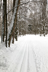 Ski track on snowy road in the winter forest