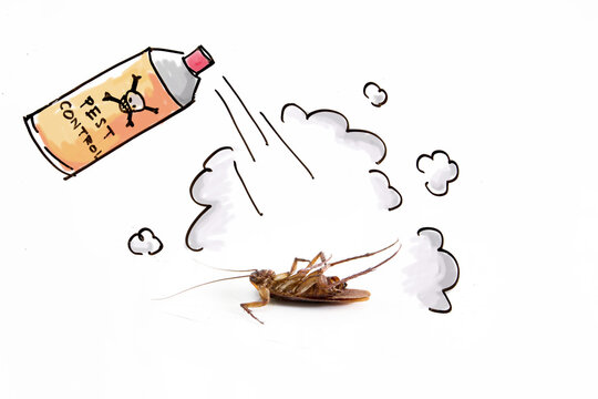 Dead cockroach on floor , pest control concept