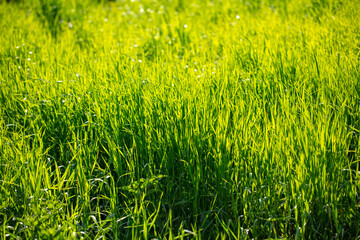 Lush green grass in nature