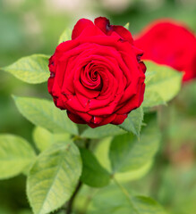 Beautiful red rose in the park.