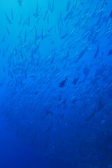 Scuba diving at Blue corner in Palau. Diving on the reefs of the Palau archipelago.