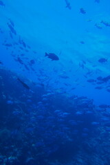 Naklejka na ściany i meble Scuba diving at Blue corner in Palau. Diving on the reefs of the Palau archipelago.