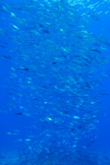 Scuba diving at Blue corner in Palau. Diving on the reefs of the Palau archipelago.