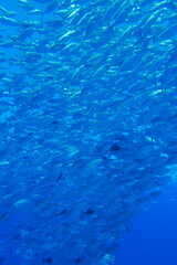 Scuba diving at Blue corner in Palau. Diving on the reefs of the Palau archipelago.