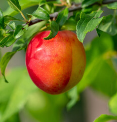 Obraz premium Ripe red plum on tree branches in summer.