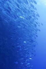 Scuba diving at Blue corner in Palau. Diving on the reefs of the Palau archipelago.