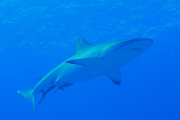 Scuba diving at Blue corner in Palau. Diving on the reefs of the Palau archipelago.