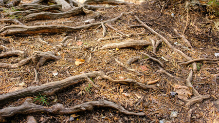 Forest hiking trail. The roots are visible because tourists have trampled the ground and erosion has washed away the sand between the roots