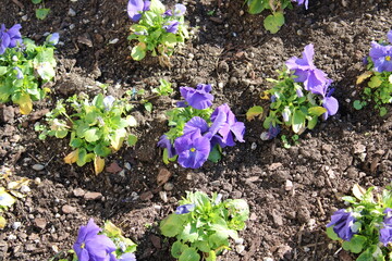 fiori giardino