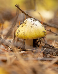 Mushrooms on the ground in the forest in autumn.