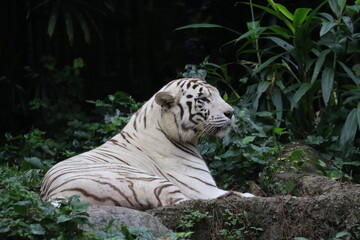 White TIger