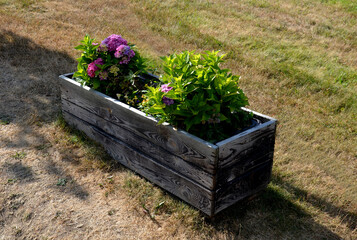 wooden flowerpot in the parking lot. is planted with annuals with a purple flower. separates...