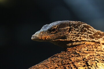 Lizard