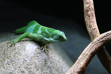 Fiji Banded Iguana