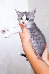 Small gray kitten in his hands on a gray background