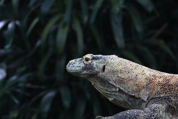 Komodo Dragon