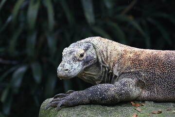Komodo Dragon