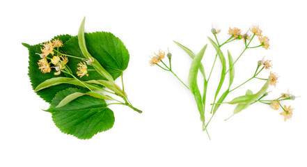 Obraz premium Linden flowers isolated on white background, top view