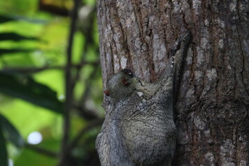 Malayan Colugo