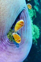 Scuba diving at Blue Hole in Palau. Diving on the reefs of the Palau archipelago.