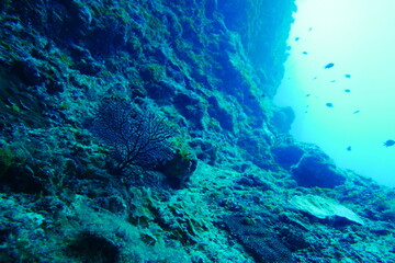 Scuba diving at Blue Hole in Palau. Diving on the reefs of the Palau archipelago.