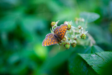Butterfly on flower