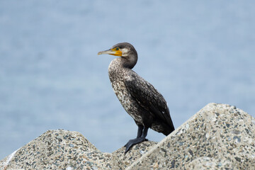 テトラポッドで休息する鵜