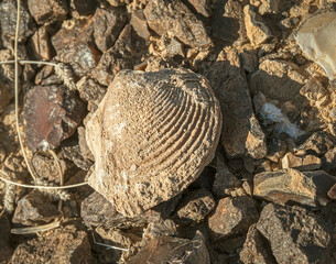 clam fossil from the Senonian period rests undisturbed on flint and limestone rocks in the Arava Desert in Israel
