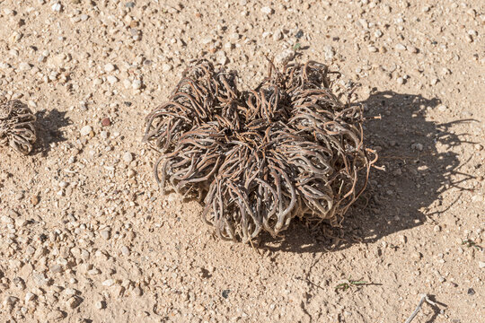 dead looking True Rose of Jericho Anastatica hierochuntica plant in the dormant state in an extremely arid habitat in the Arava Desert in Israel