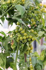 Ripening cherry tomatoes in a greenhouse. Eco farm. selective focus